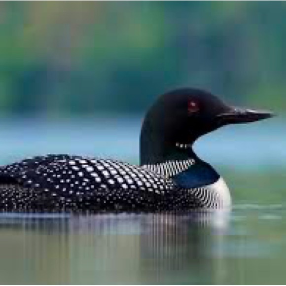 Meet your Posher, Laura - Picture 1 of 1